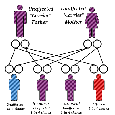 Codominant inheritance