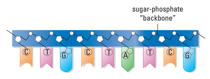 DNA strand