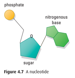 Nucleotide