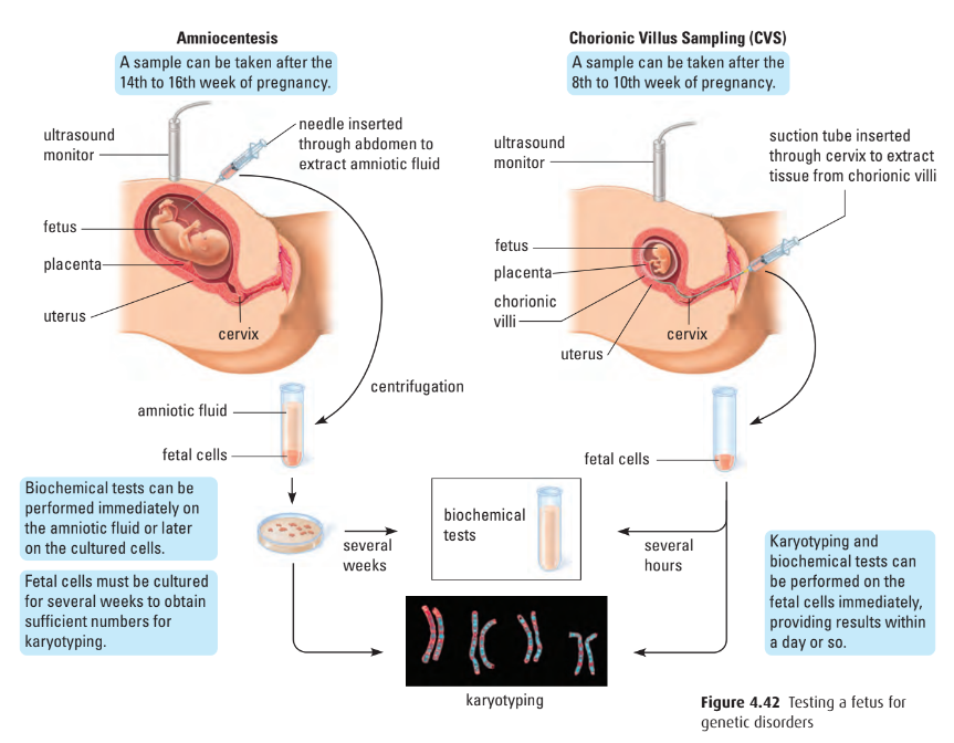 Prenatal testing procedure