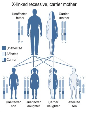 Sex-linked recessive inheritance
