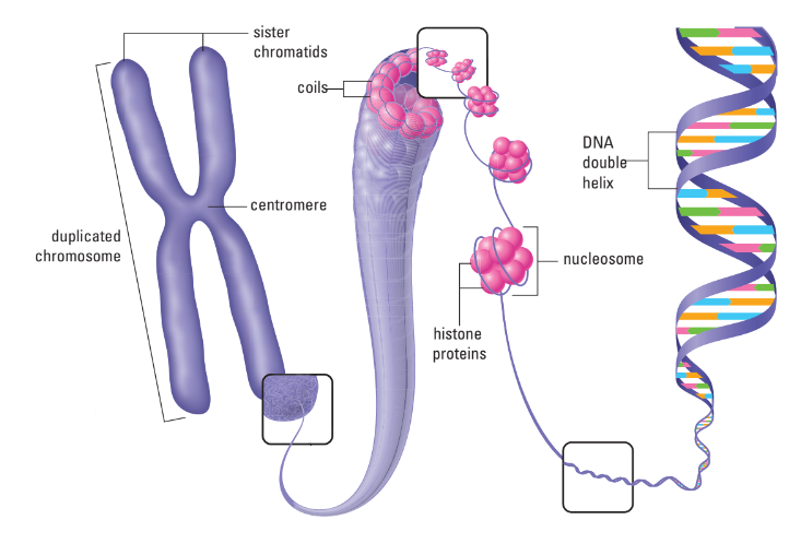 Structure of chromosome