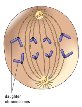 Anaphase diagram