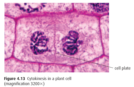 Cell plate