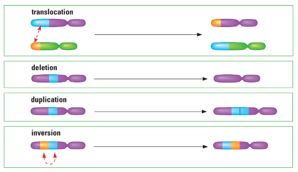 Changes in chromosome structure