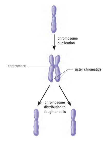 Replication of chromosomes