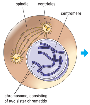 Early prophase diagram