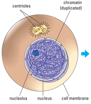 Interphase diagram