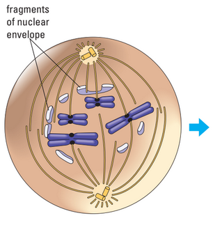 Late prophase diagram