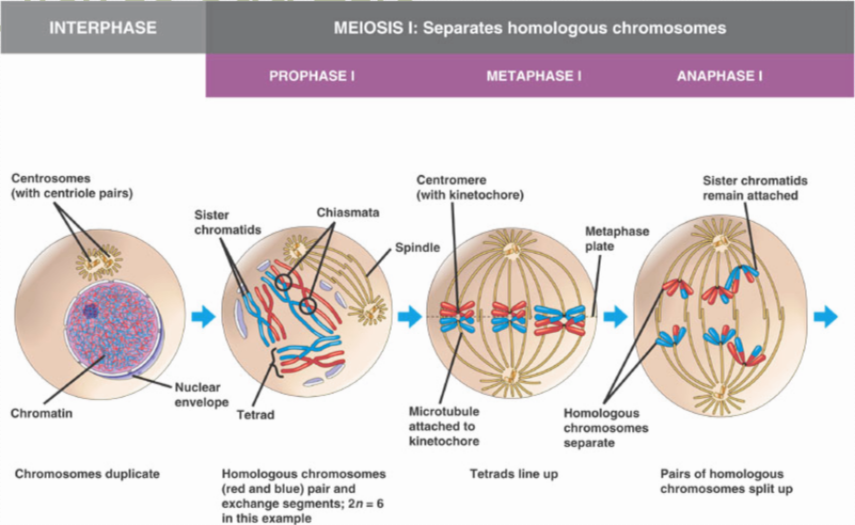 Meiosis I