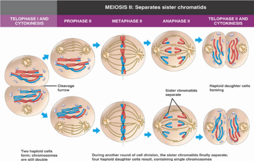 Meiosis II