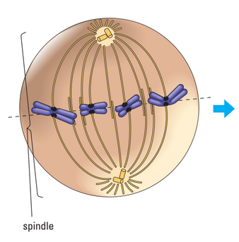 Metaphase diagram