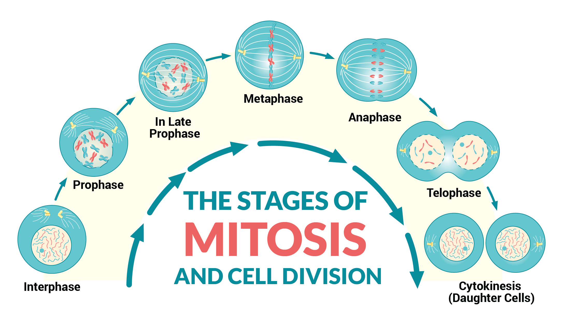 Mitosis stages visual