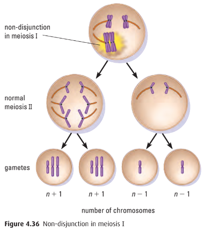 Nondisjunction in meiosis I