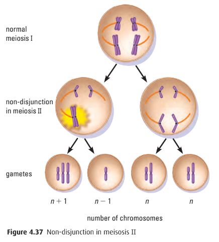 Nondisjunction in meiosis II