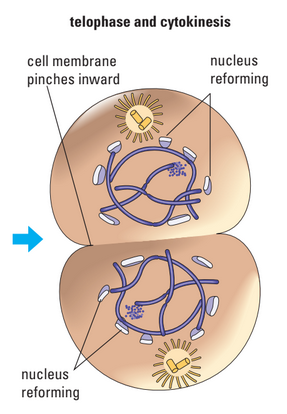 Telophase and cytokinesis diagram