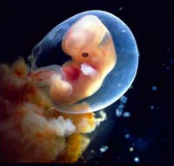 6 week old fetus