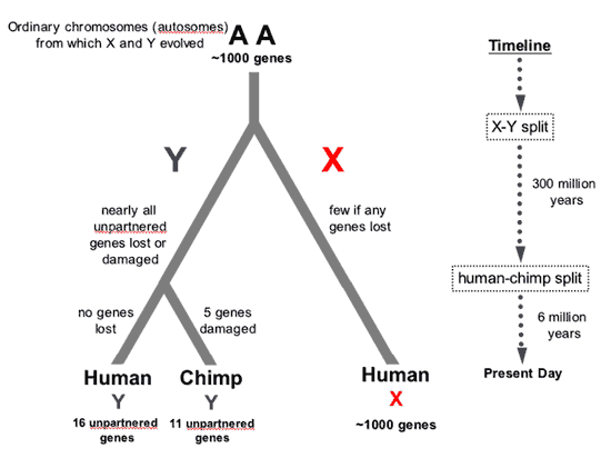 Cladogram for Y chr. evolution
