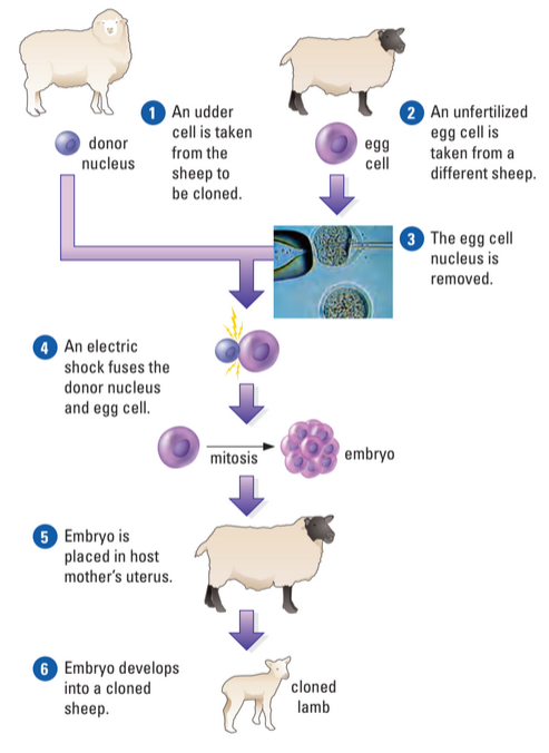 Sheep cloning process