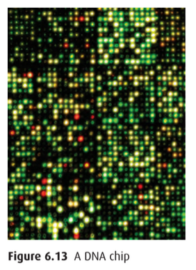 DNA chip