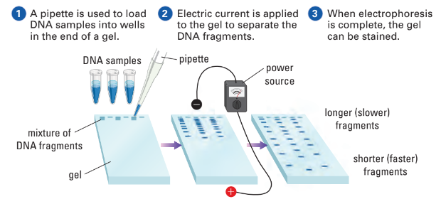 Gel electrophoresis