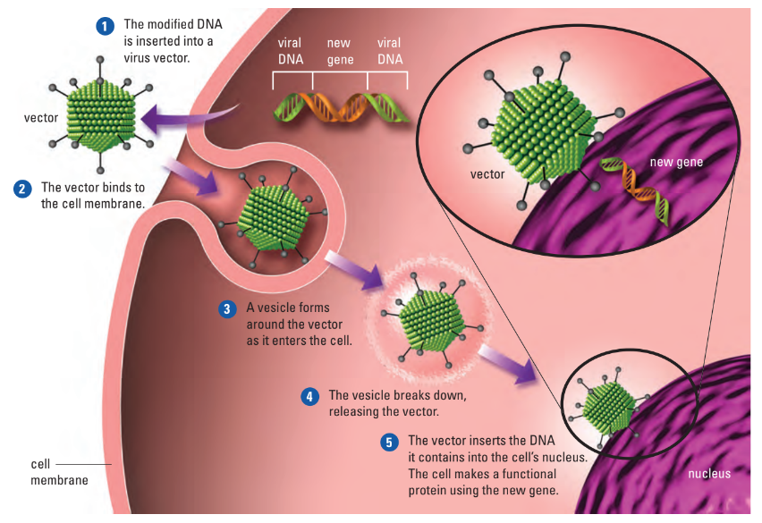 Gene therapy process using virus