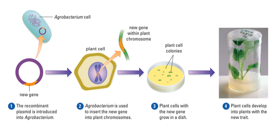 Making GMO plants