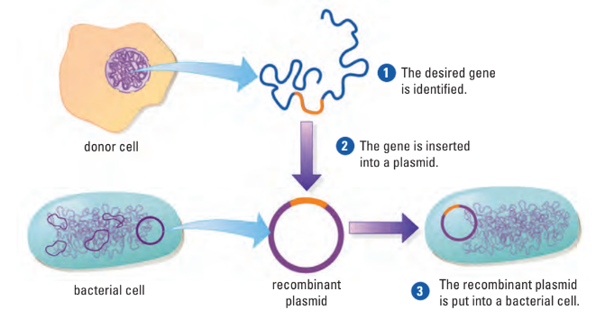 Making recombinant DNA