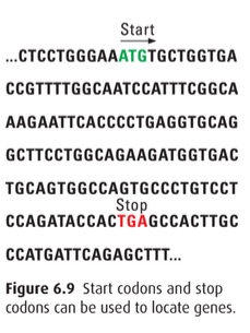 Start and stop codons