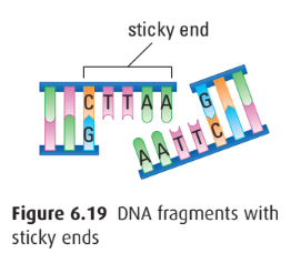 DNA fragments w/ sticky ends
